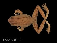 Brauer's tree frog Collection Image, Figure 6, Total 13 Figures